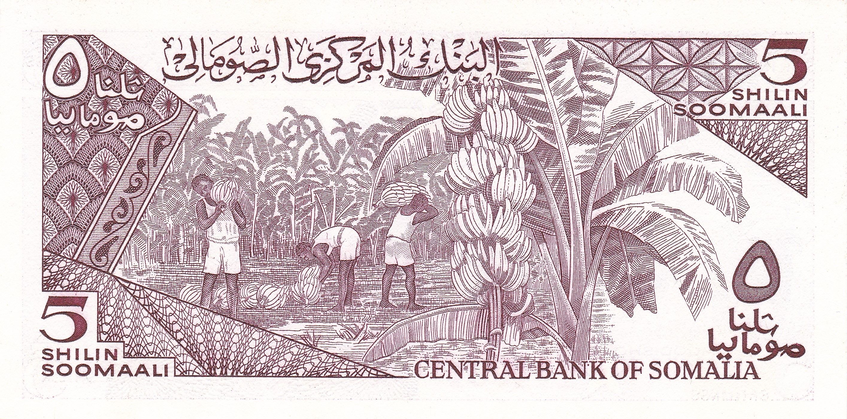5 Shillings of Soomaaliya (AD 1987) with Cape Buffalo herd/Banana plantation UNC Grade Rare